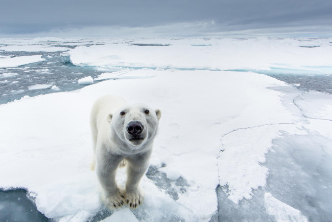 Обои картинки фото животные, медведи, белый, медведь, хищник, снег, лед, северный, полюс, природа