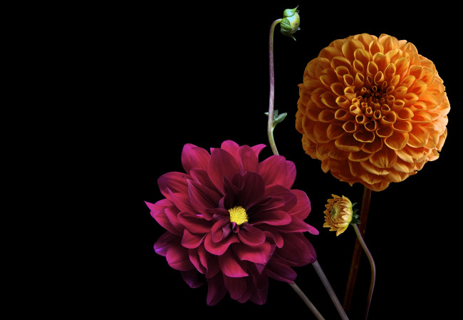 Обои картинки фото цветы, георгины, черный, фон