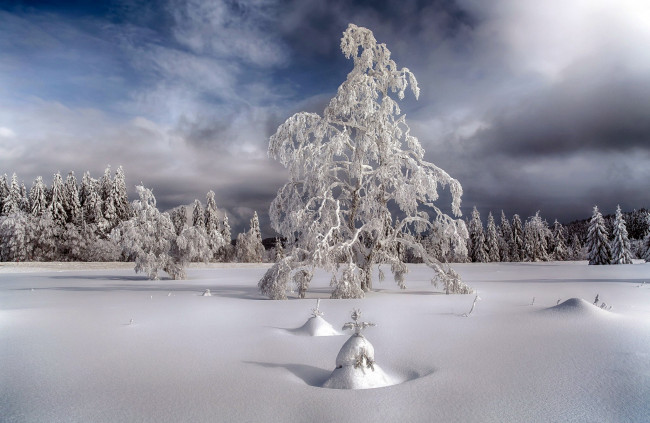 Обои картинки фото природа, зима, сугробы, деревья, снег