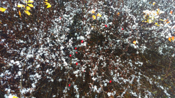 Картинка природа Ягоды снег куст
