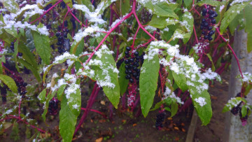Картинка природа Ягоды ягоды листья снег