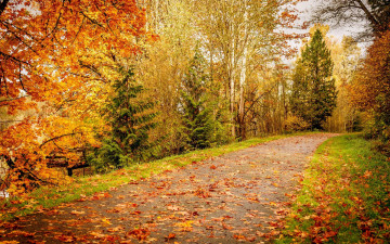 Картинка природа дороги осень пейзаж дорога деревья лес