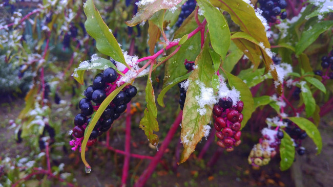 Обои картинки фото природа, Ягоды, ягоды, листья, снег