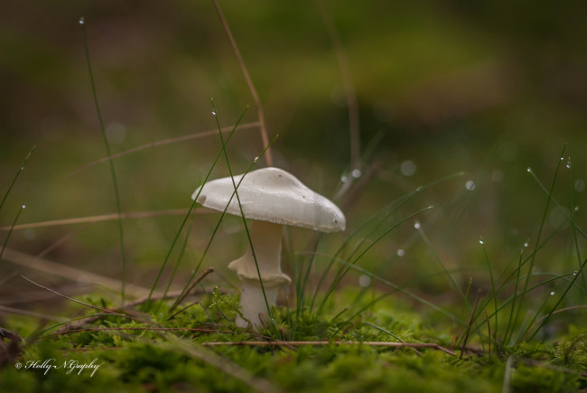 Обои картинки фото природа, грибы, лес, капли, трава, мох, макро