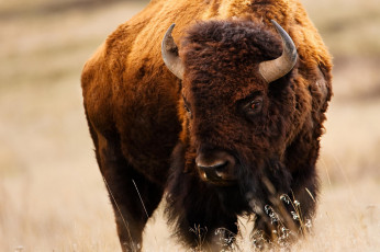 Картинка бизон животные зубры +бизоны bizon млекопитающее китопарнокопытные полорогие шерсть рога