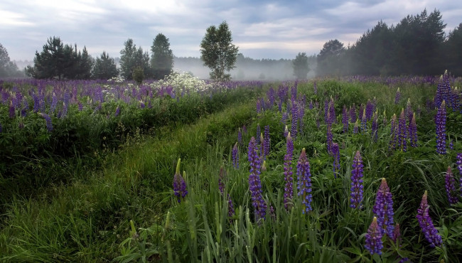 Обои картинки фото цветы, люпин, трава, туман