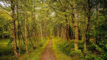 Картинка природа лес деревья дорожка лето