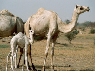 Картинка животные верблюды