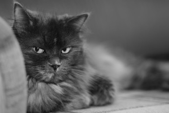 Картинка пушистый кот животные коты черно-белый