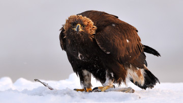 Картинка беркут животные птицы хищники камчатский край курильское озеро