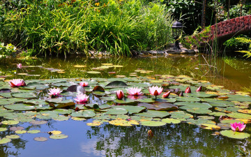 Картинка цветы лилии водяные нимфеи кувшинки пруд кусты