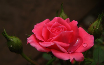 Картинка цветы розы розовый бутоны капли