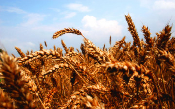 Картинка колосья природа поля поле зерно зрелые пшеница