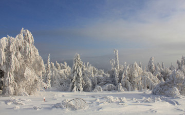 Картинка природа зима заснеженный ель сугробы снег лес