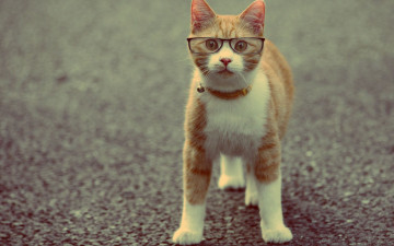 Картинка животные коты кот очки