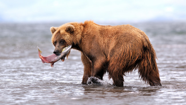 Обои картинки фото медведь, форель, животные, медведи, камчатка