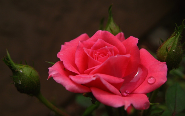 Обои картинки фото цветы, розы, розовый, бутоны, капли