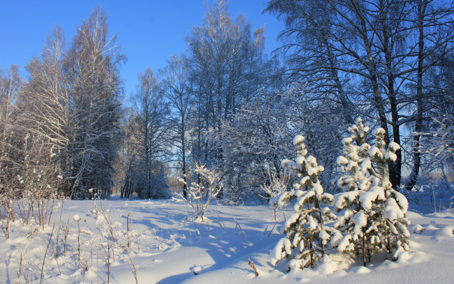 Обои картинки фото природа, зима, деревья, тени, ёлки, снег