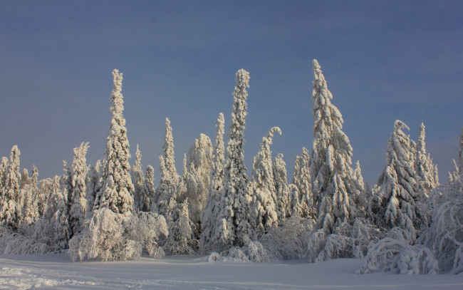 Обои картинки фото природа, зима, снег, ель, хвойные, лес, деревья