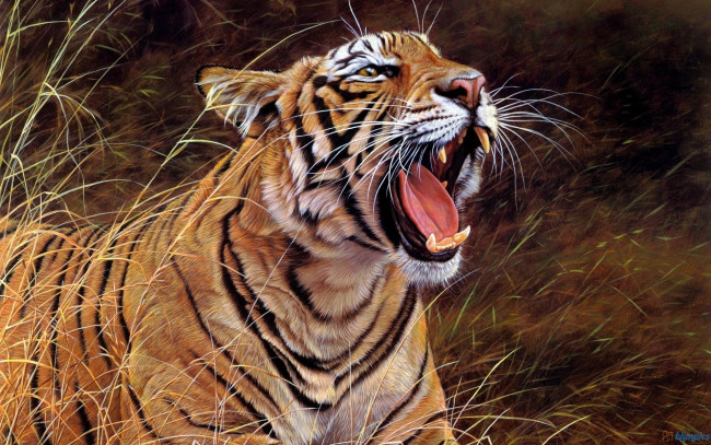 Обои картинки фото рисованные, животные, тигры, тигр
