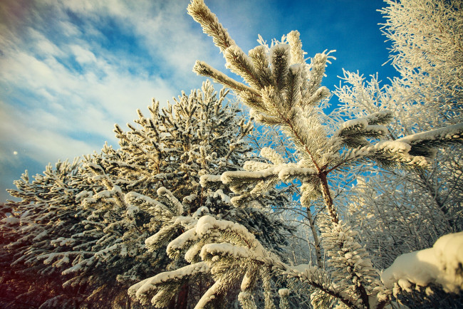 Обои картинки фото природа, зима, снег, елки, хвоя