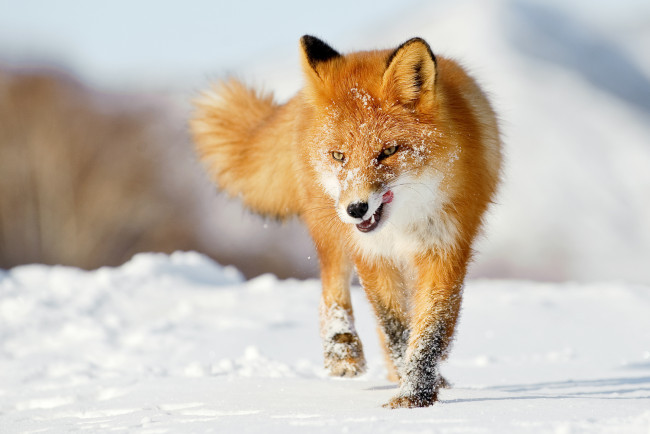 Обои картинки фото животные, лисы, зима, снег, лиса