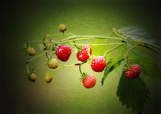 Картинка еда клубника +земляника фон ветка ягоды листья