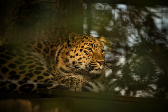 Картинка животные леопарды отдых амурский леопард