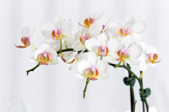 обоя цветы, орхидеи, экзотика, ветки