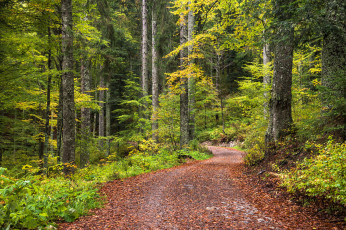 Картинка природа дороги листва дорога лес осень