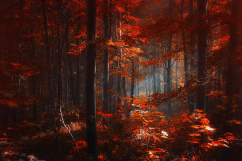 Картинка природа лес краски свет осень