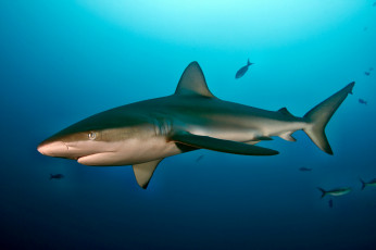 Картинка животные акулы океан глубина акула
