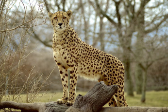 Картинка животные гепарды гепард морда взгляд хищник