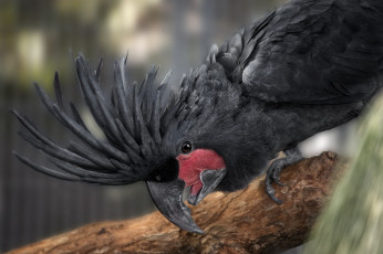 Картинка животные попугаи хохолок какаду
