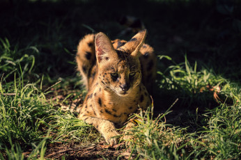 Картинка животные сервалы кустарниковая кошка сервал