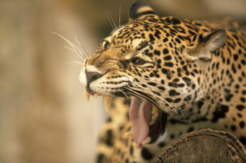 Картинка животные Ягуары пасть клыки язык морда ягуар