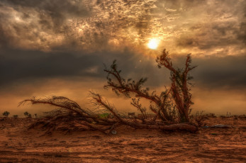 Картинка природа восходы закаты тучи сумрак солнце дерево песок пляд