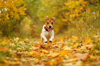 Картинка животные собаки собака бег скорость радость пасть природа осень листва