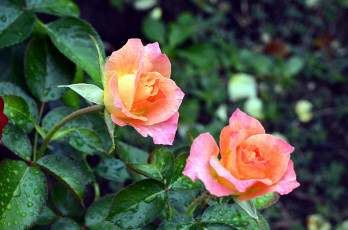 Картинка цветы розы пара