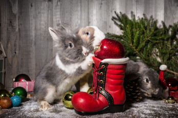 обоя животные, кролики,  зайцы, новый, год, шарики, яблоко, ботинок