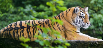Картинка животные тигры красавец взгляд морда уши усы
