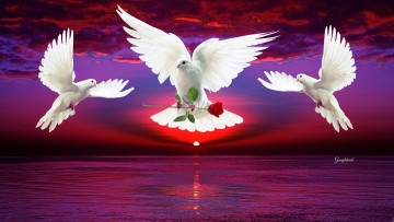 Картинка праздничные день+св +валентина +сердечки +любовь закат роза голуби