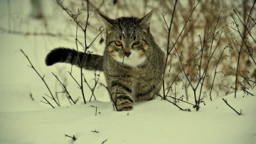 Картинка животные коты кот снег