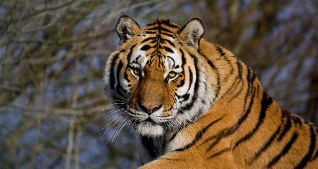 Обои картинки фото животные, тигры, морда, тигр