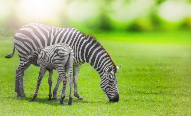 Обои картинки фото животные, зебры, мама, солнце, трава, жеребенок