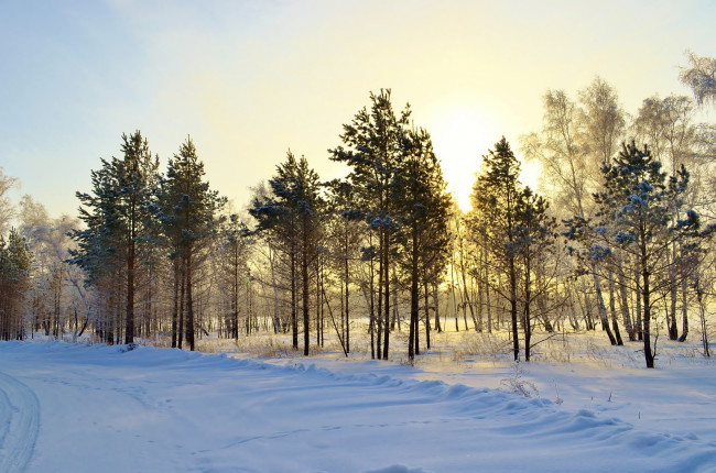 Обои картинки фото природа, зима, снег, лес, ели