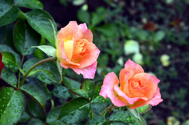 Обои картинки фото цветы, розы, пара