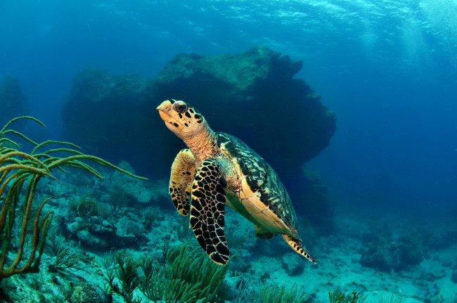 Обои картинки фото животные, Черепахи, черепаха, глубина, океан