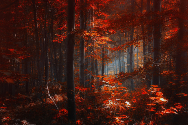 Обои картинки фото природа, лес, краски, свет, осень