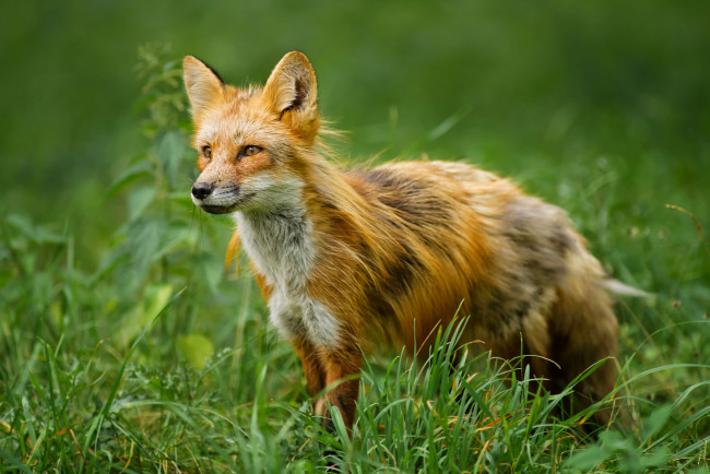 Обои картинки фото животные, лисы, лиса, рыжая, трава